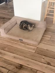 Lost Male Cat last seen St. Albert , akinsdale, St. Albert, AB 