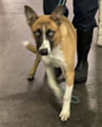 Shelter Stray Female Dog last seen , 1850 W 60th St, Los Angeles, CA 90047, USA