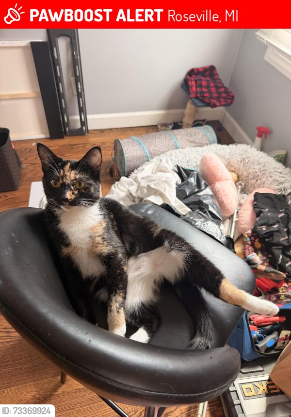 Lost Female Cat last seen Wiseman & frazo, Roseville, MI 48066