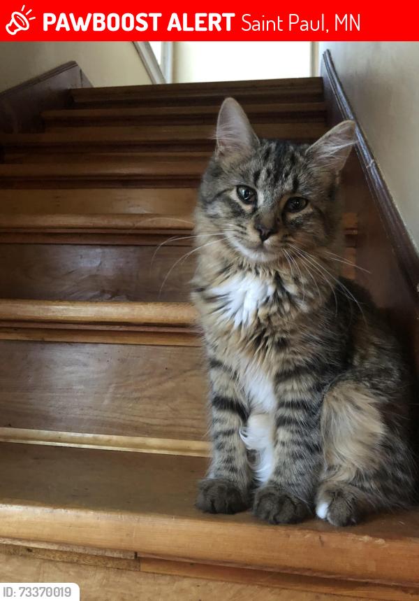 Lost Female Cat last seen South Como Lake, Saint Paul, MN 55103