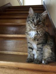 Lost Female Cat last seen South Como Lake, Saint Paul, MN 55103
