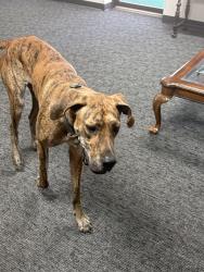 Found/Stray Female Dog last seen I 35 service road, Oklahoma City, OK 73129