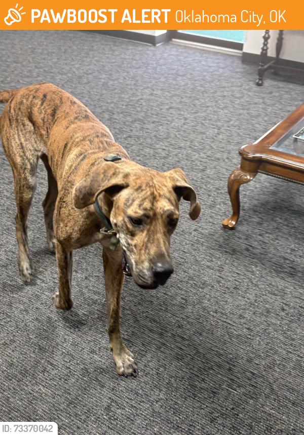 Found/Stray Female Dog last seen I 35 service road, Oklahoma City, OK 73129