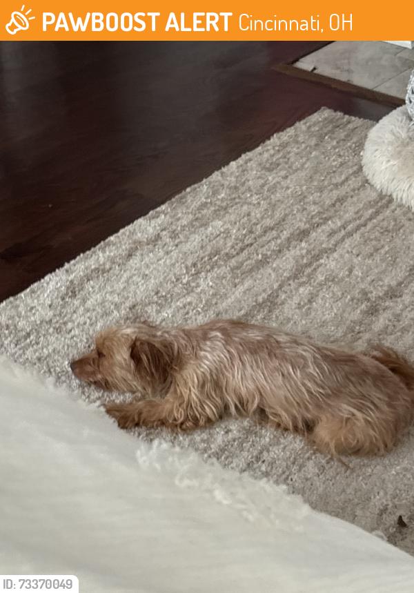 Found/Stray Female Dog last seen Fairpark ave, Cincinnati, OH 45216