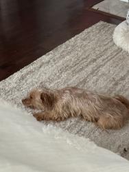 Found/Stray Female Dog last seen Fairpark ave, Cincinnati, OH 45216