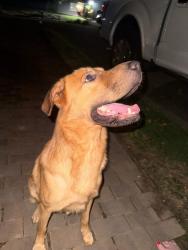 Found/Stray Male Dog last seen Northshore and Whitower, Knoxville, TN 37919