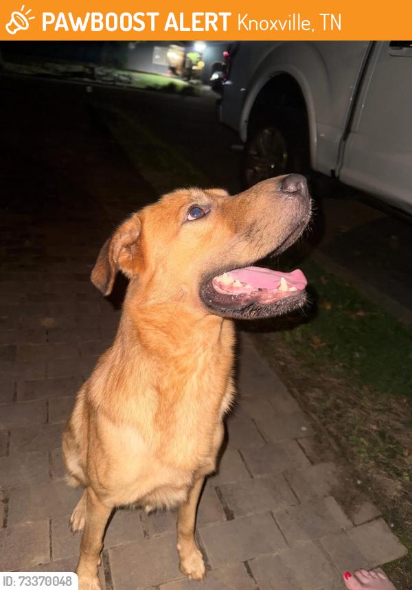 Found/Stray Male Dog last seen Northshore and Whitower, Knoxville, TN 37919