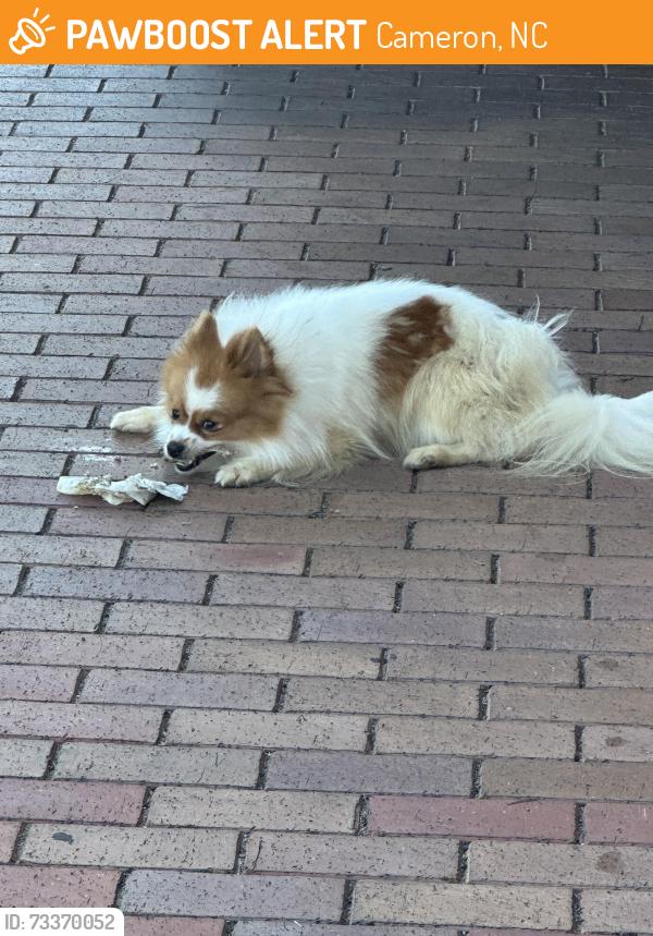 Found/Stray Unknown Dog last seen Sheetz in Cameron, nc, Cameron, NC 28326
