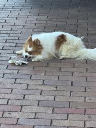 Found/Stray Unknown Dog last seen Sheetz in Cameron, nc, Cameron, NC 28326
