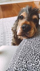 Reunited Male Dog last seen Vineyardand dada, Gurnee, IL 60031