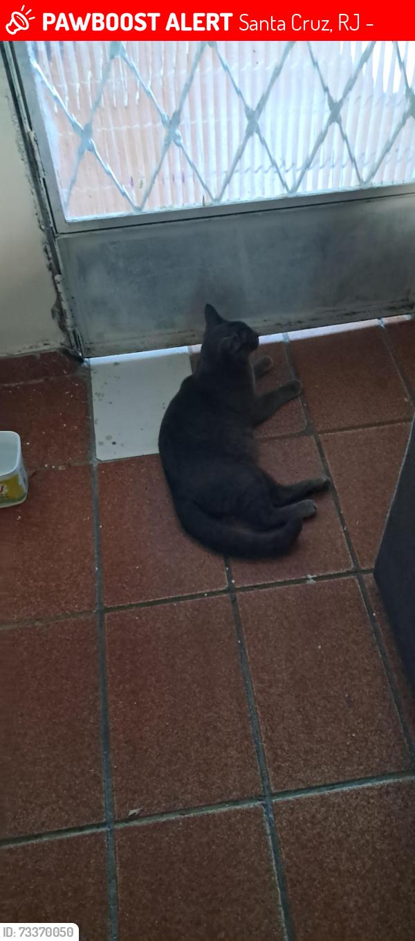 Lost Unknown Cat last seen Estrada Cruz das almas 27 fundo, Santa Cruz, RJ 23520-311