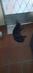 Lost Unknown Cat last seen Estrada Cruz das almas 27 fundo, Santa Cruz, RJ 23520-311