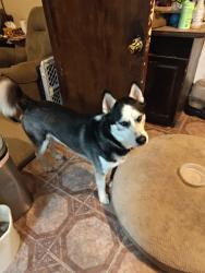 Reunited Male Dog last seen Near Farmington Blvd, Germantown, TN 38138, USA, Germantown, TN 38138