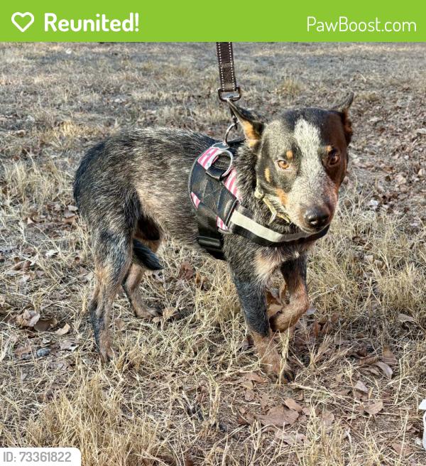 Reunited Male Dog last seen Near Skyview Dr, Copperas Cove, TX 76522, USA, Copperas Cove, TX 76522
