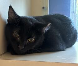 Shelter Stray Female Cat last seen Near E Ponce de Leon Ave, 30030, GA, 3280 Chamblee Dunwoody Rd, Chamblee, GA 30341, USA