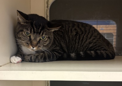 Shelter Stray Male Cat last seen Near E Ponce de Leon Ave, 30030, GA, 3280 Chamblee Dunwoody Rd, Chamblee, GA 30341, USA