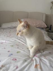 Lost Male Cat last seen St David’s Road, sommers town, southsea., Portsmouth, England 