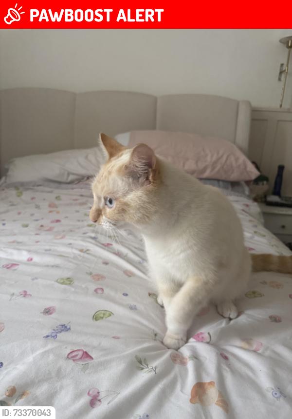 Lost Male Cat last seen St David’s Road, sommers town, southsea., Portsmouth, England 