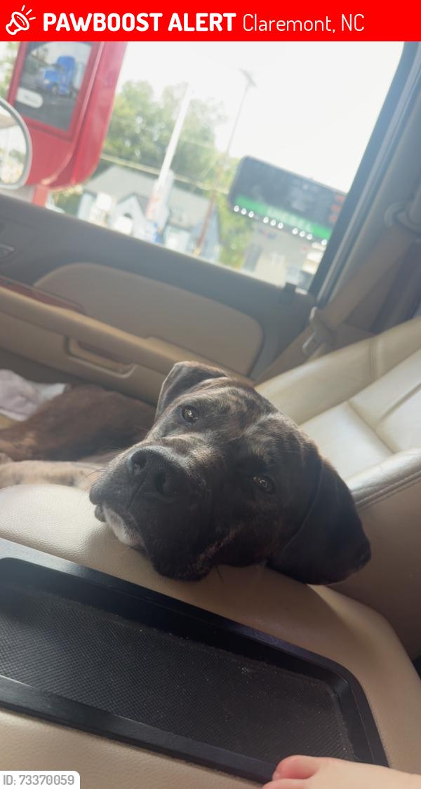 Lost Male Dog last seen Near heart dr,Claremont nc, Claremont, NC 28610