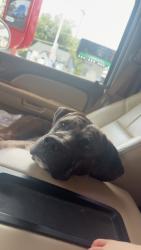 Lost Male Dog last seen Near heart dr,Claremont nc, Claremont, NC 28610