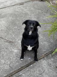 Reunited Female Dog last seen Stillhouse Rd & Stagecoach Rd, Millstone Township, NJ 08510