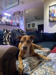 Found/Stray Female Dog last seen Golf Point Ct and Carollwood Village Dr, Tampa, FL 33618