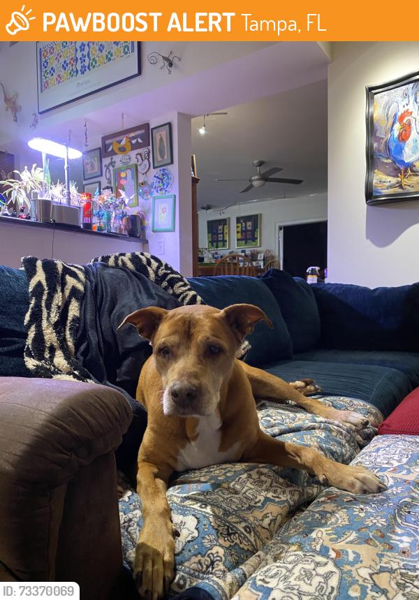Found/Stray Female Dog last seen Golf Point Ct and Carollwood Village Dr, Tampa, FL 33618