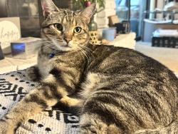 Lost Male Cat last seen 74th and Green Hills Rd, Kansas City, MO 64151