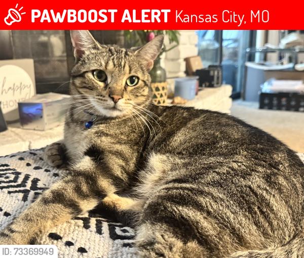 Lost Male Cat last seen 74th and Green Hills Rd, Kansas City, MO 64151