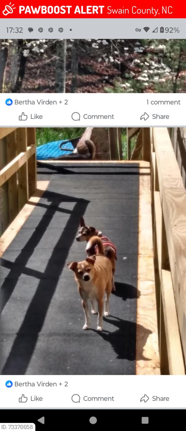 Lost Male Dog last seen STONEY CAMPGROUND, Swain County, NC 28719