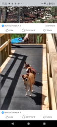 Lost Male Dog last seen STONEY CAMPGROUND, Swain County, NC 28719