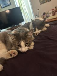 Reunited Female Cat last seen Olive, Corona, CA 92882