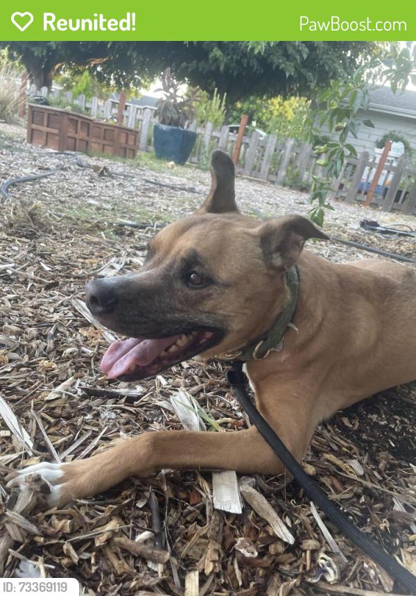 Reunited Female Dog last seen Doer Park Neighborhood, Grizilo Dr, San Jose, CA 95124