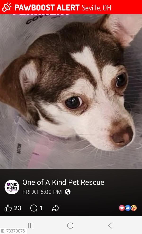 Lost Female Dog last seen Swan Drive, Seville, OH 44273