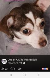 Lost Female Dog last seen Swan Drive, Seville, OH 44273