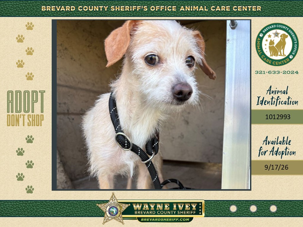 Shelter Stray Female Dog last seen FL, 5100 W Eau Gallie Blvd, Melbourne, FL 32934, USA
