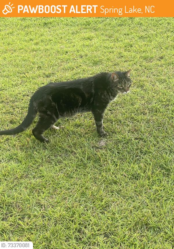 Found/Stray Unknown Cat last seen Wilderness Dr and Wapiti, Spring Lake, NC 28390
