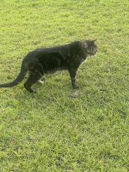 Found/Stray Unknown Cat last seen Wilderness Dr and Wapiti, Spring Lake, NC 28390