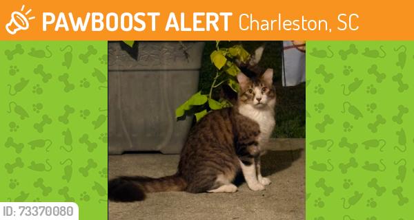 Found/Stray Unknown Cat last seen Sutton Street and Oakcrest Drive, Charleston, SC 29412