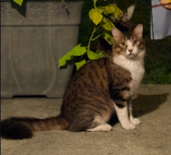 Found/Stray Unknown Cat last seen Sutton Street and Oakcrest Drive, Charleston, SC 29412