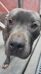 Shelter Stray Male Dog last seen Near Laconia Avenue, BRONX, NY, 10466, 326 E 110th St, New York, NY 10029, USA