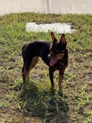 Found/Stray Unknown Dog last seen Remington Ranch, San Antonio, TX 78245
