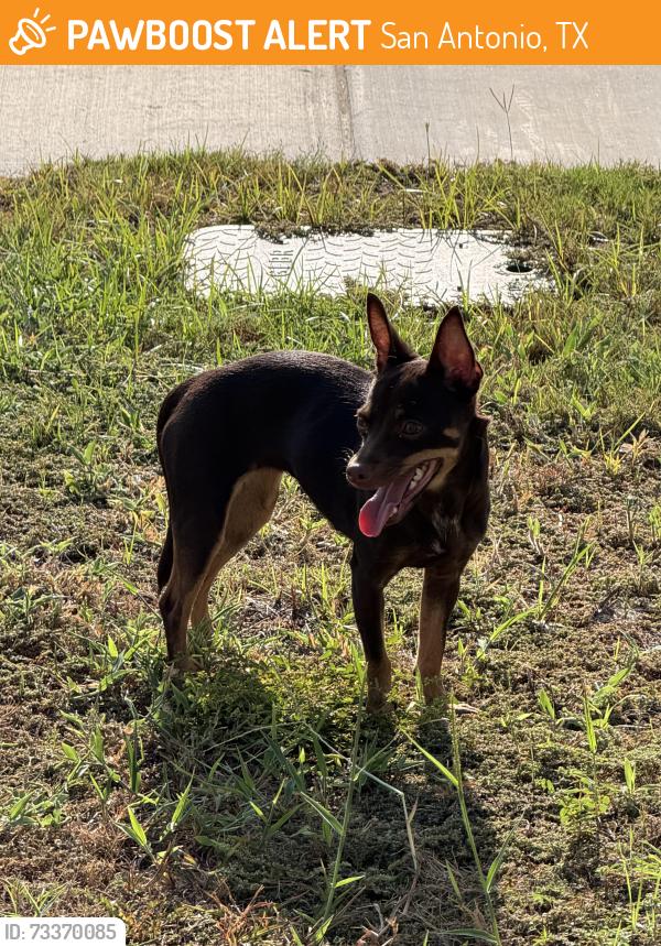 Found/Stray Unknown Dog last seen Remington Ranch, San Antonio, TX 78245