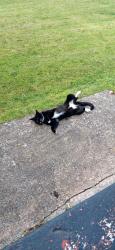 Found/Stray Male Cat last seen M22 1SU, Wythenshawe, England 
