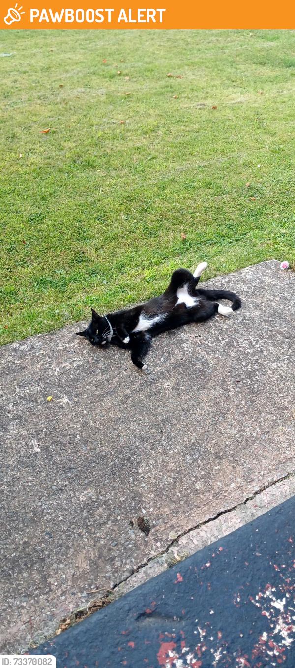 Found/Stray Male Cat last seen M22 1SU, Wythenshawe, England 