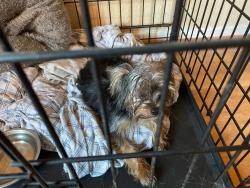 Reunited Male Dog last seen Complex Across from Miramar Community Park, San Diego, CA 92126