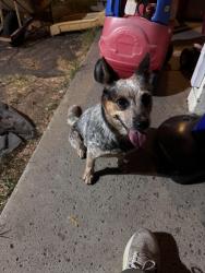 Found/Stray Female Dog last seen Marconi and Wright, Arden-Arcade, CA 95821