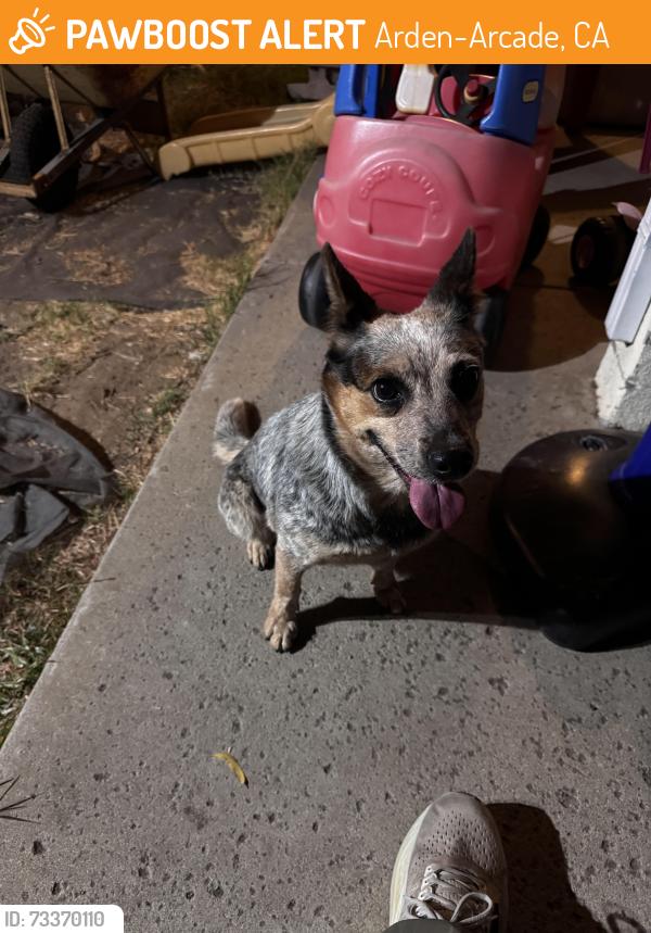 Found/Stray Female Dog last seen Marconi and Wright, Arden-Arcade, CA 95821