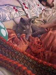 Lost Female Cat last seen Deerfield neighborhood/carver creek state park, Spring Lake, NC 28390