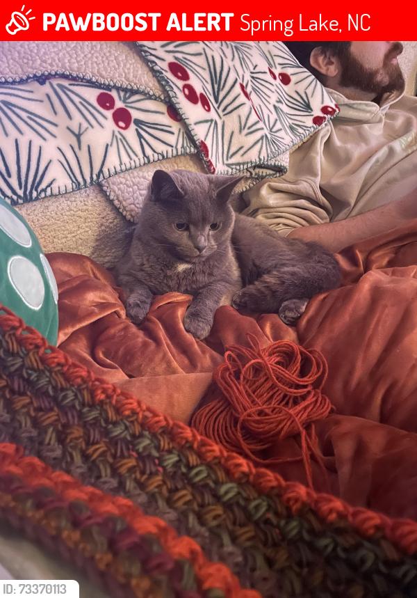 Lost Female Cat last seen Deerfield neighborhood/carver creek state park, Spring Lake, NC 28390